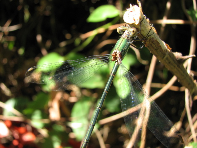 Lestidae? S, Chalcolestes viridis