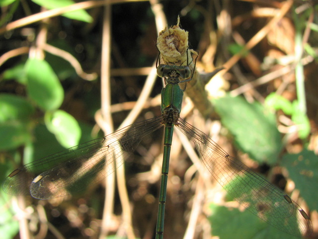 Lestidae? S, Chalcolestes viridis