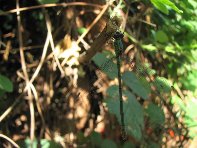 Lestidae? S, Chalcolestes viridis