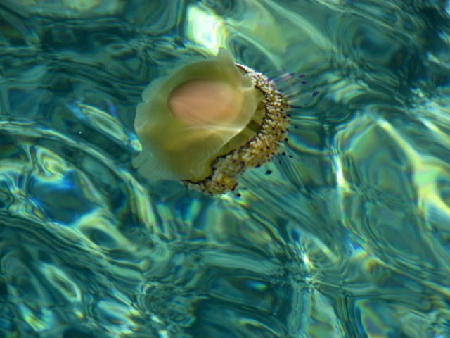 Cotylorhiza tuberculata