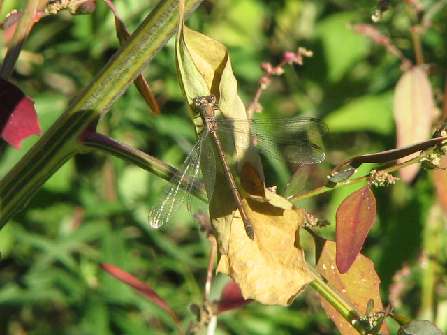 id libellula