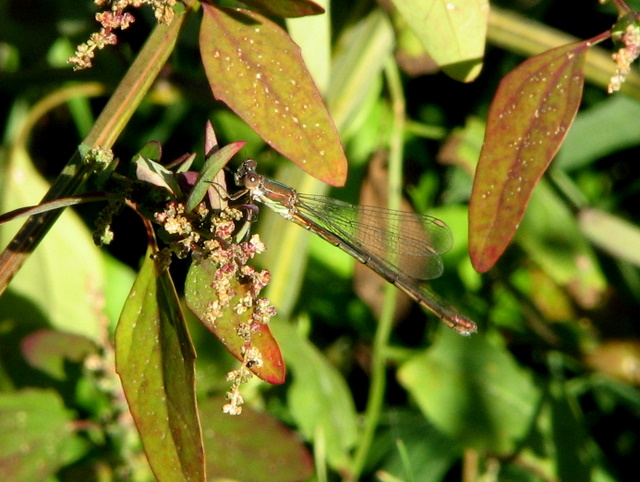 id libellula