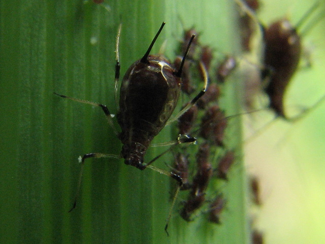 Afidi Macrosiphum sp. con larva di Syrphidae