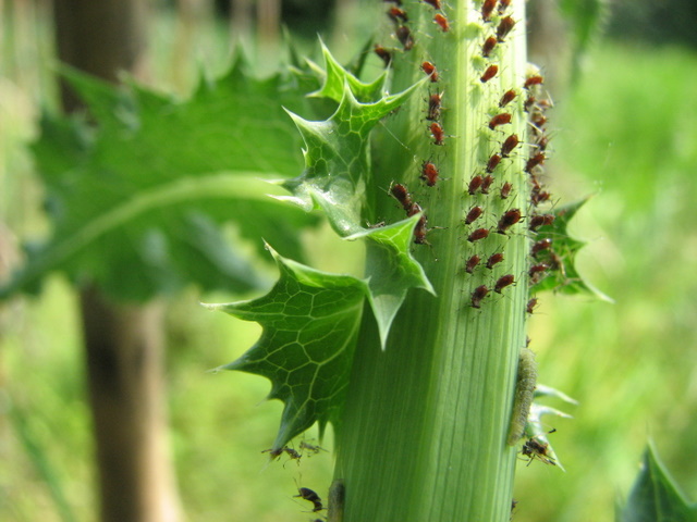 Afidi Macrosiphum sp. con larva di Syrphidae