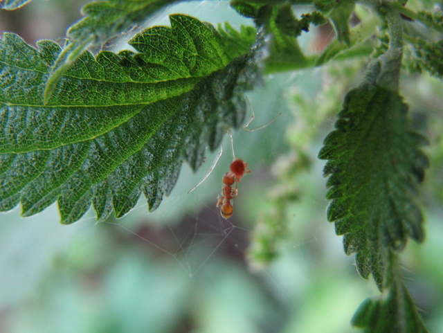 Camponotus lateralis, Temnothorax sp. e Plagiolepis sp.