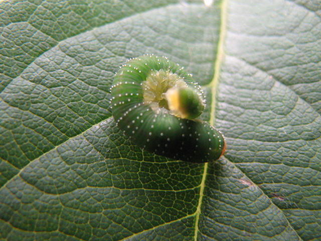 Allantus viennensi? (Larva)