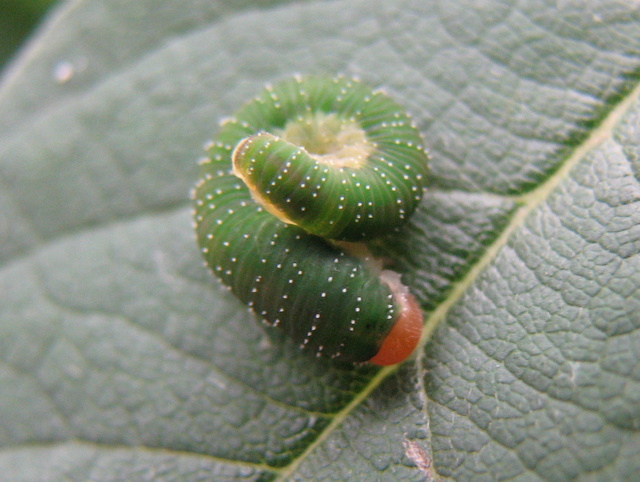 Allantus viennensi? (Larva)