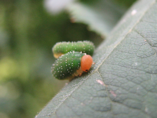 Allantus viennensi? (Larva)