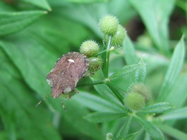 Pentatomidae: Dyroderes umbraculatus su Galium