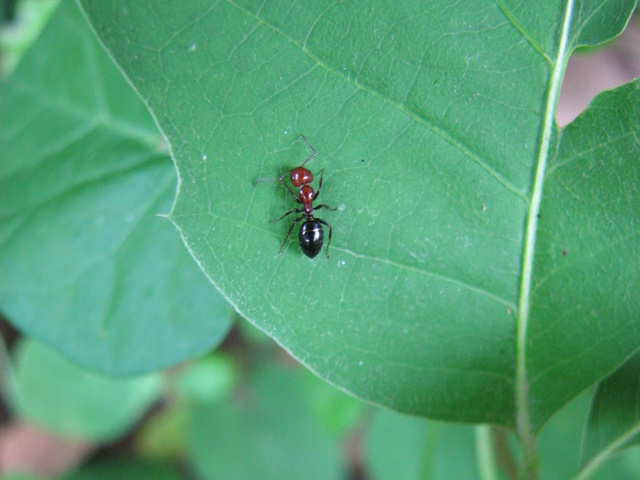 Camponotus lateralis, Temnothorax sp. e Plagiolepis sp.