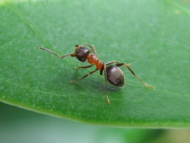 Lasius sp.