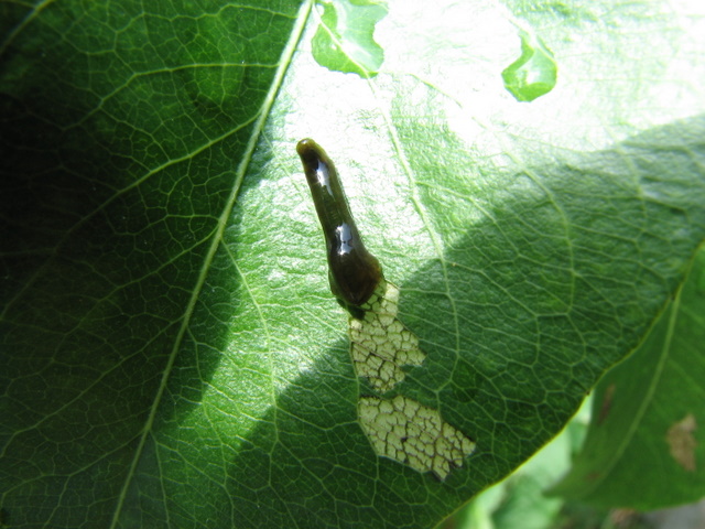 larva di Tenthredinidae?