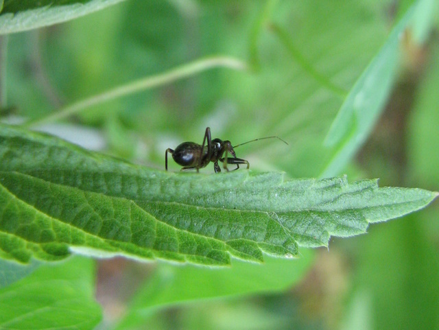 Hymacerus apterus