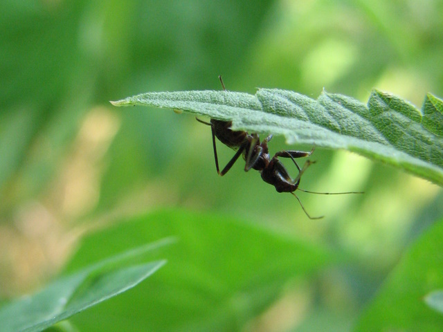 Hymacerus apterus