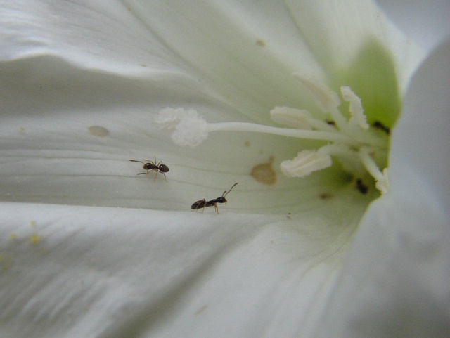 Camponotus lateralis, Temnothorax sp. e Plagiolepis sp.