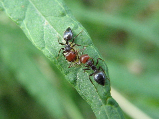 Crematogaster scutellaris