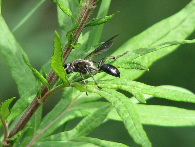 ID prego: Isodontia mexicana (Saussure 1867)