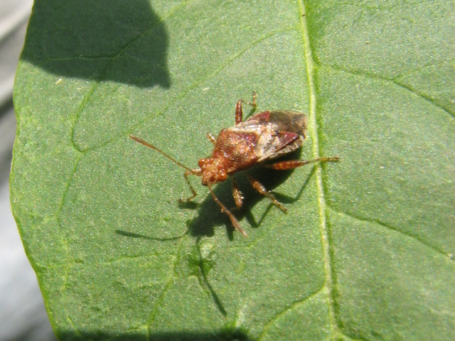 Rhopalidae: Rhopalus subrufus