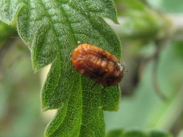 Palaeococcus fuscipennis? Ycerya purchasi?