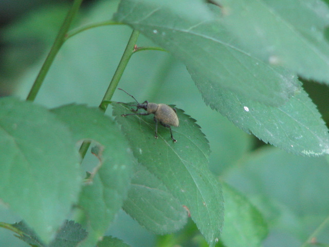 Otiorhynchus sp.