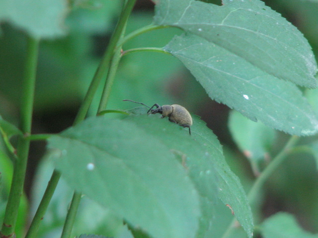 Otiorhynchus sp.