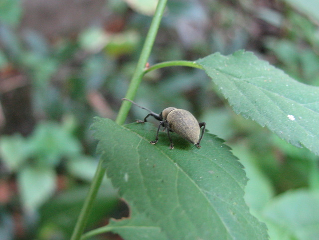 Otiorhynchus sp.