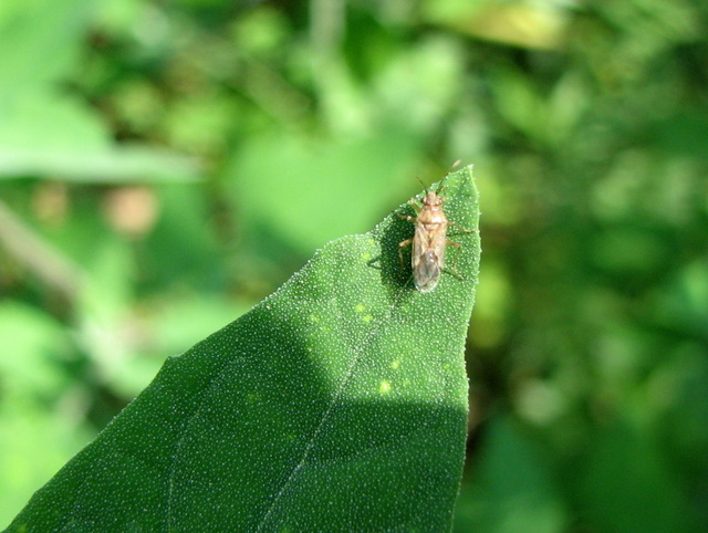 Lygaeidae:Signora Nysius con...uovo (BG)