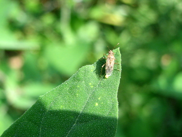 Lygaeidae:Signora Nysius con...uovo (BG)