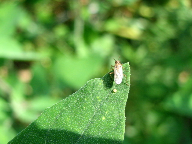 Lygaeidae:Signora Nysius con...uovo (BG)