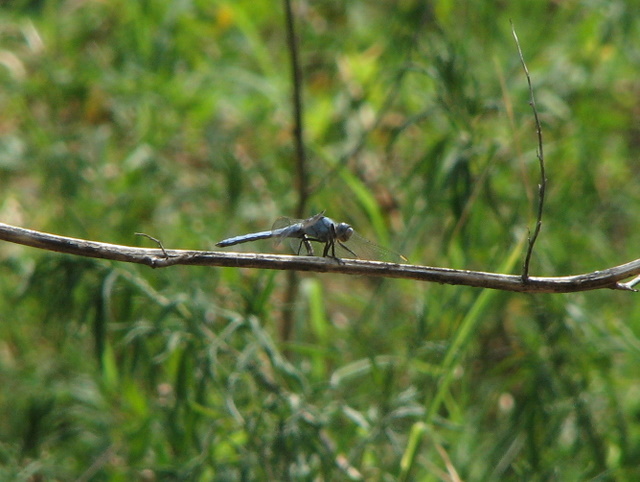 Orthetrum brunneum o coerulescens?(Orthetrum brunneum )