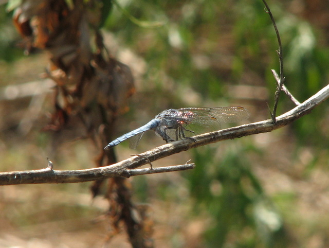 Orthetrum brunneum o coerulescens?(Orthetrum brunneum )