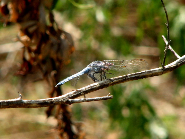 Orthetrum brunneum o coerulescens?(Orthetrum brunneum )