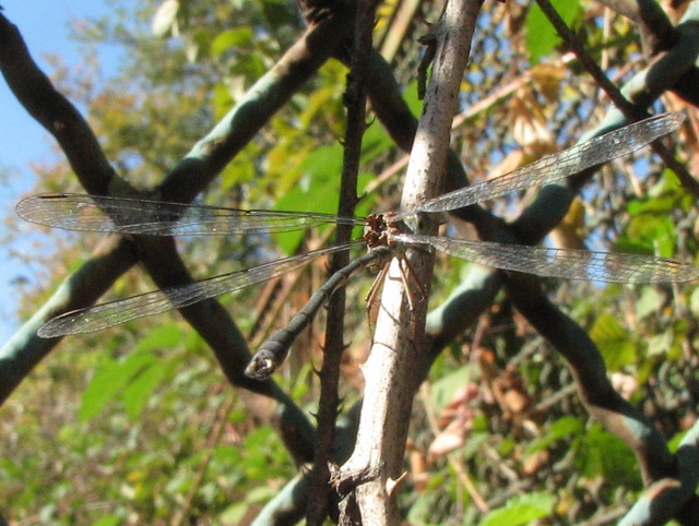 Chalcolestes...viridis (?)