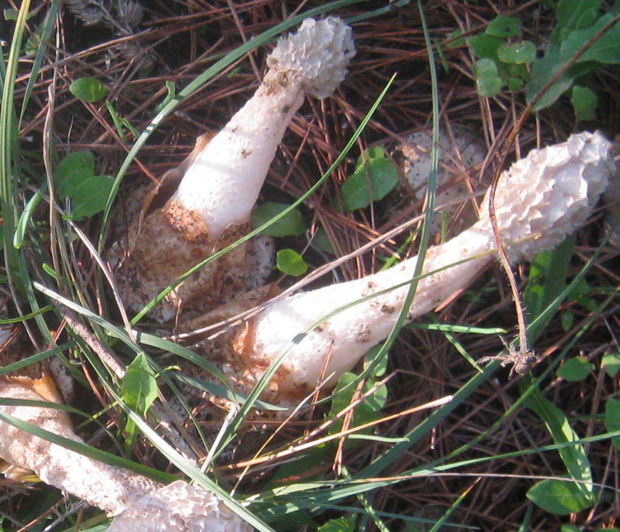 Phallus impudicus o adriani?