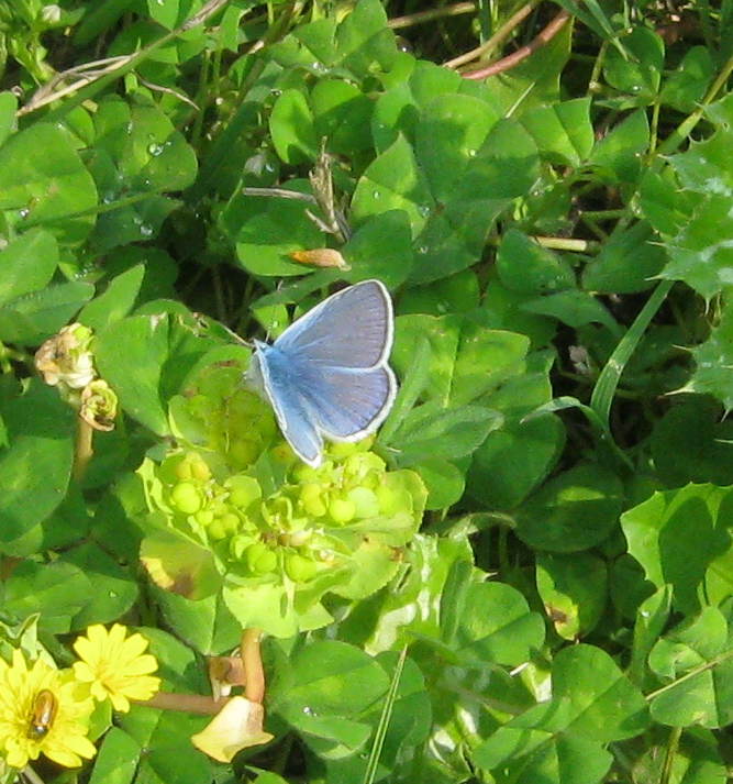 Farfallina da identificare