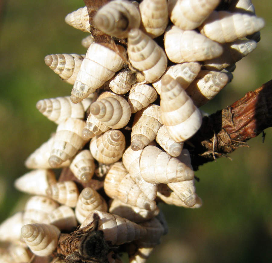 Piccolo gasteropode da identificare