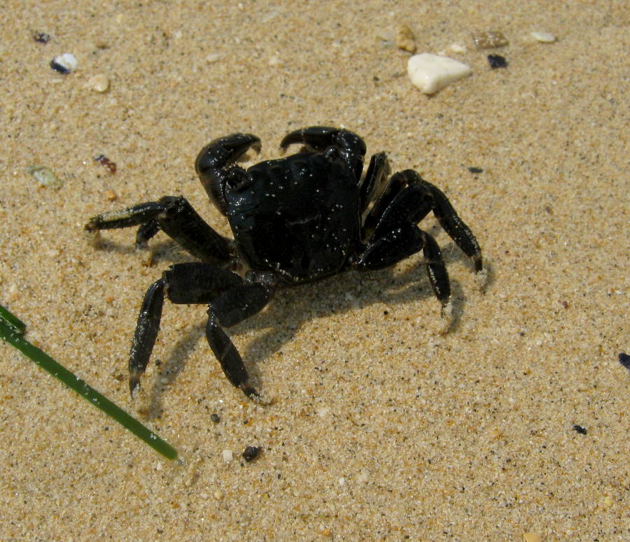 Pachygrapsus marmoratus di colore nero