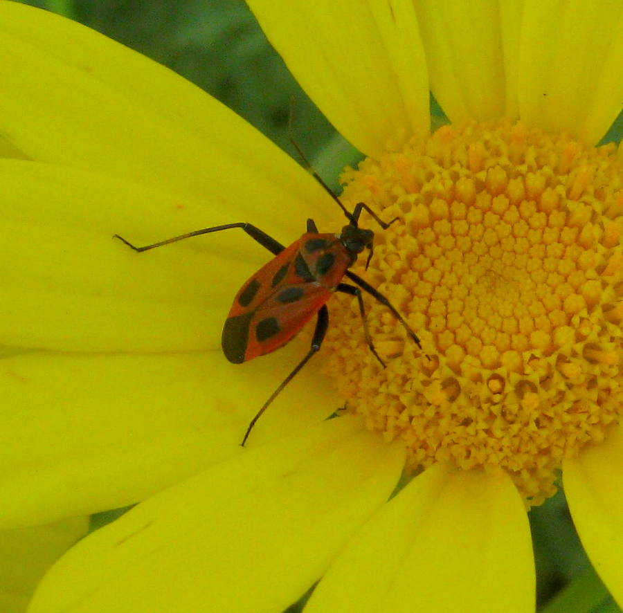 Miridae: Calocoris nemoralis f. hispanica