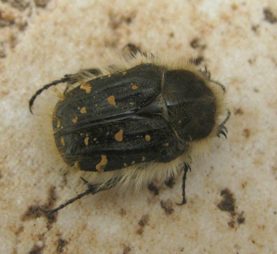 Tropinota squallida