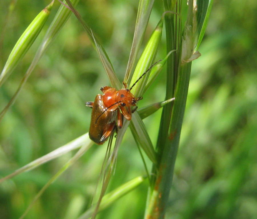 Cantharis livida (Cantharidae)