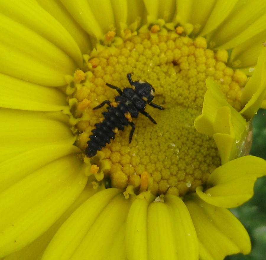 larva di una coccinella, probabilmente C.septempunctata