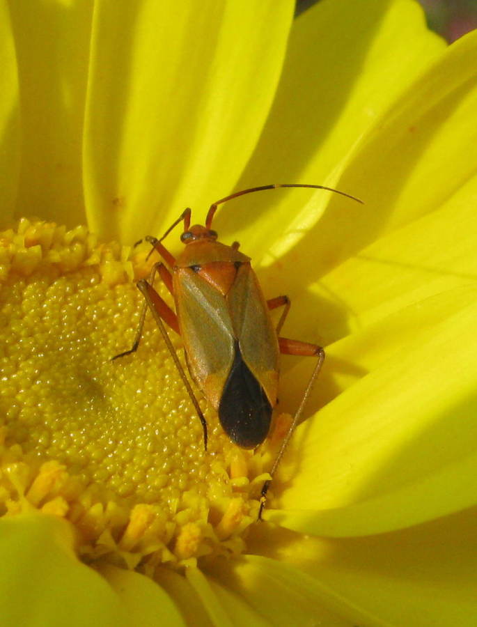 Calocoris nemoralis