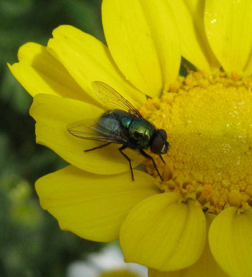 Mosca da identificare