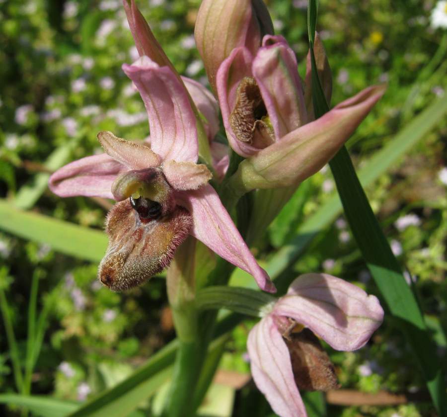 Ibrido di Ophrys?