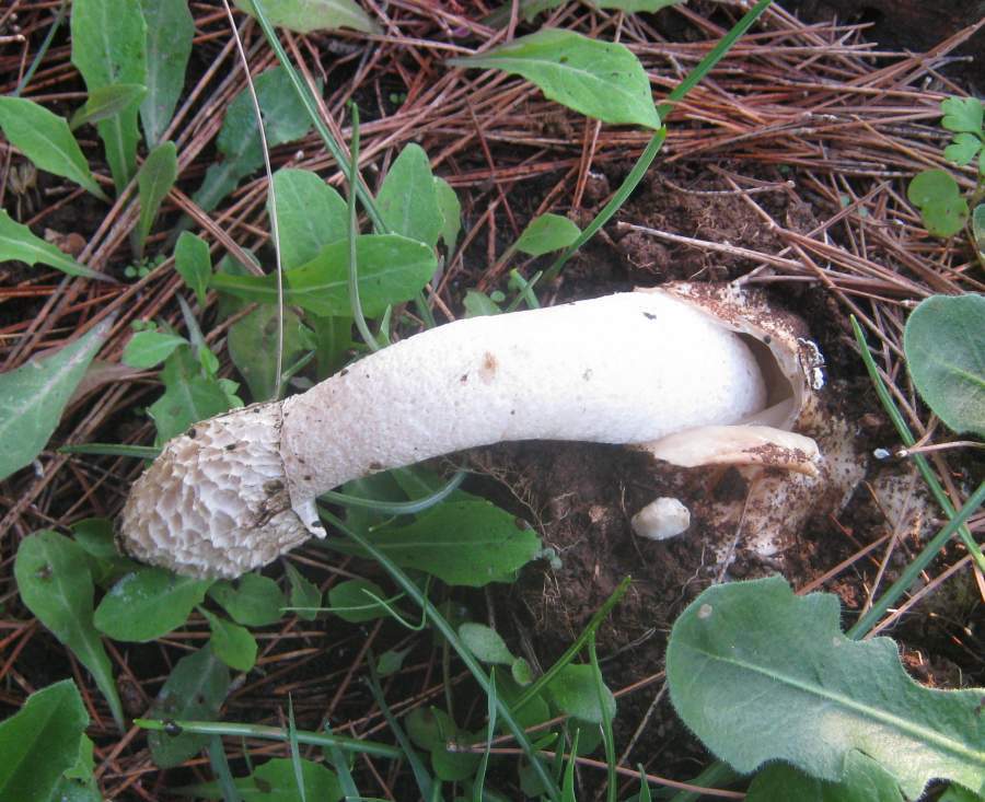 Phallus impudicus o adriani?