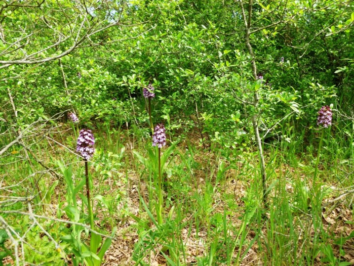 Orchis purpurea a gog