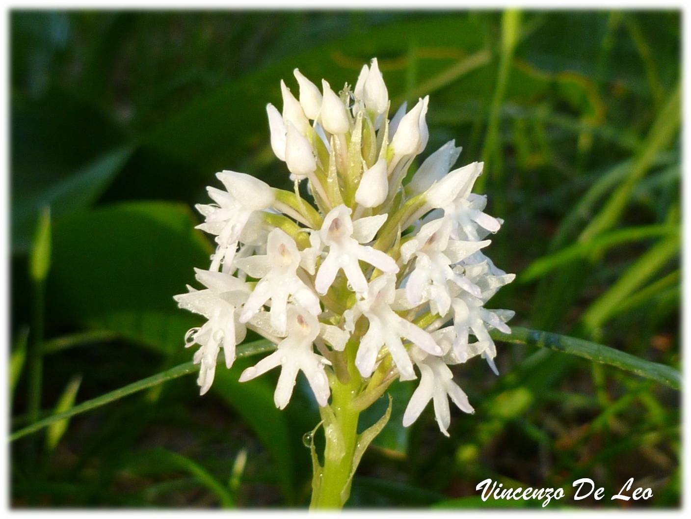 Anacamptis pyramidalis