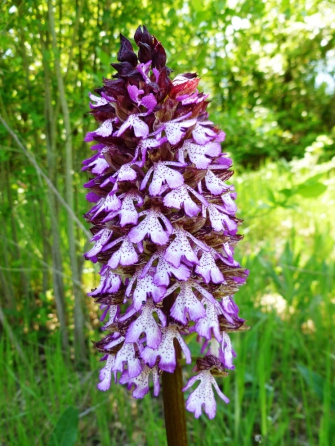 Orchis purpurea a gog