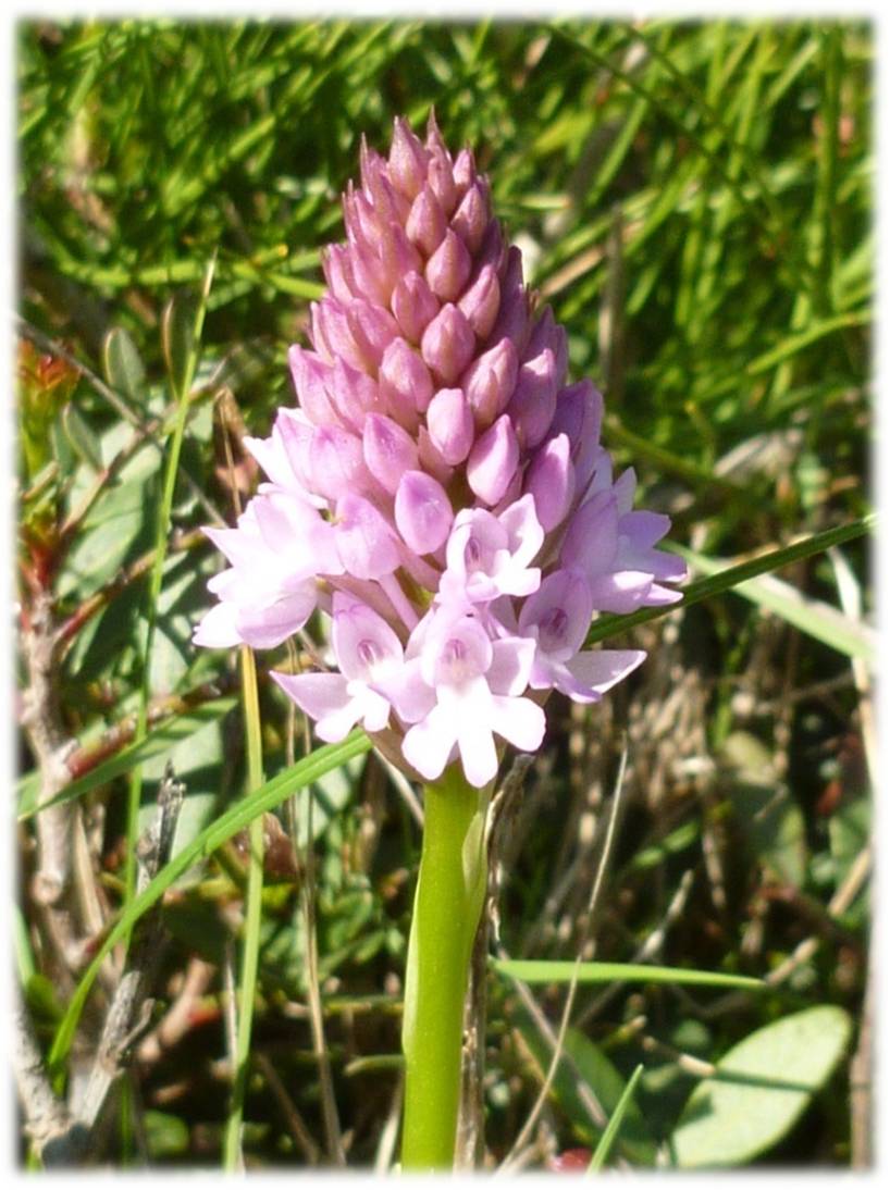 Anacamptis pyramidalis