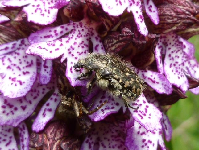 Orchis purpurea a gog